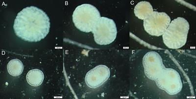 Gregarious larval settlement mediates the responses of new recruits of the reef coral Acropora austera to ocean warming and acidification